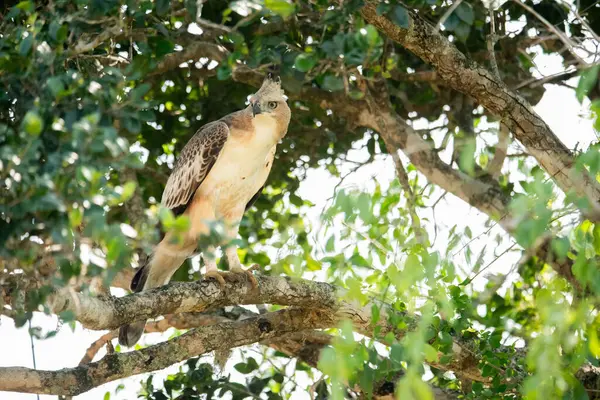 Yala Ulusal Parkı, Sri Lanka 'da şaşırtıcı bir Şahin-Kartal ya da Değişken Şahin-Kartal