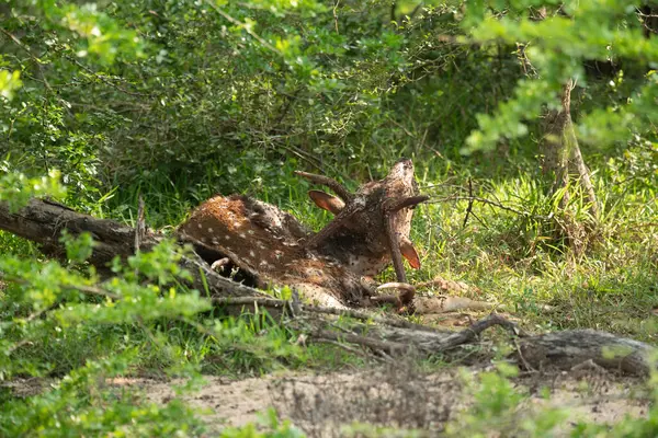 Sri Lanka 'daki Yala Ulusal Parkı' nda benekli bir geyik leşi.