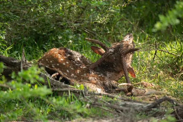 Sri Lanka 'daki Yala Ulusal Parkı' nda benekli bir geyiğin leşine yakından bakın.