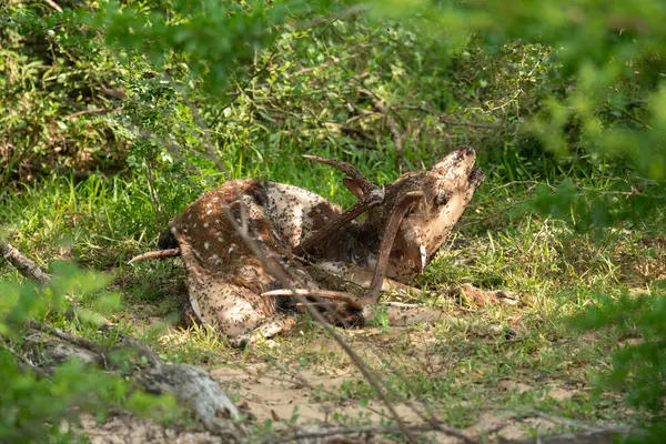 Sri Lanka 'daki Yala Ulusal Parkı' nda benekli bir geyik leşi.