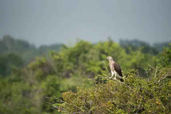 Yala Ulusal Parkı 'nda Gri Saçlı Balık Kartalı