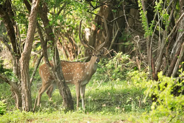 Yala Ulusal Parkı, Sri Lanka 'da Benekli bir geyiğin yakın çekimi.
