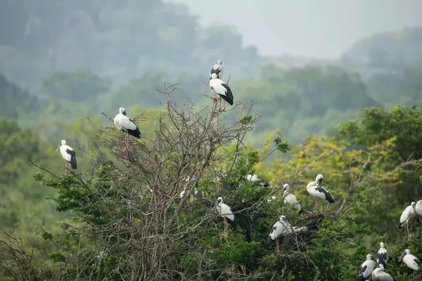Bir Asya açılış gagası sürüsü (Anastomus oscitans)