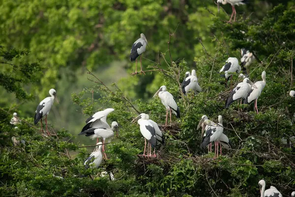 Yala Ulusal Parkı 'nda güzel bir Asya açılış gagası sürüsü (Anastomus oscitans)