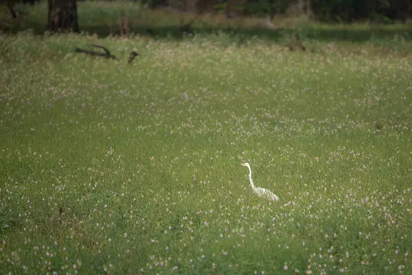 Ormandaki inanılmaz bir Asya açılış gagası (Anastomus oscitans) kuşu