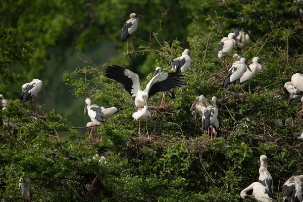 Doğal arka planda bir grup Asya açılış gagası (Anastomus oscitans) kuşu