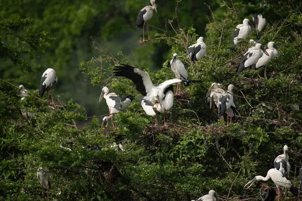 Bir grup Asya açılış gagası (Anastomus oscitans) ağaçtaki kuşlar