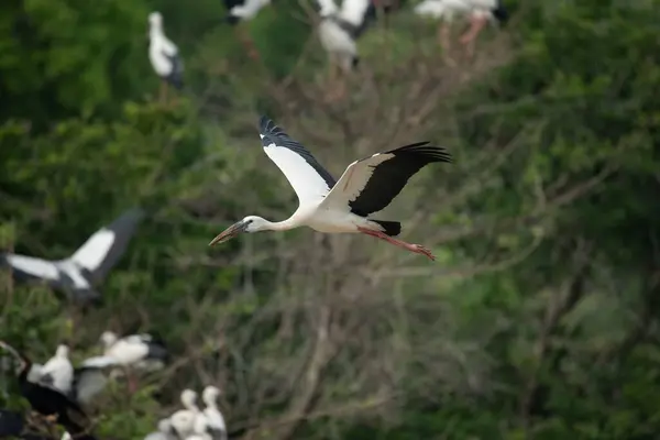 Asya açılış yasası (Anastomus oscitans) Yala Ulusal Parkı 'nda uçan kuş