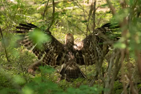 Yala Ulusal Parkı Sri Lanka Asya 'da kanatları açık bir şekilde yerde duran bir Şahin-Kartal.