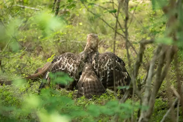 Yala Ulusal Parkı Sri Lanka Asya 'da kanatları açıkken yerde duran zarif bir Şahin-Kartal.