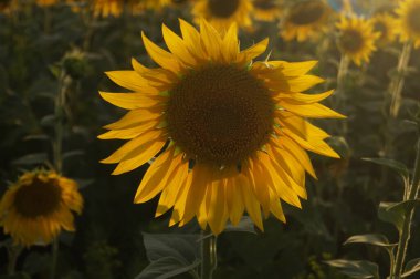 Güzel ayçiçeği tarlada