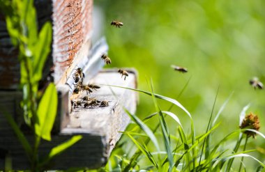 Doğa manzarası çok güzel. Ridder Oskemen, VKO, Kazakistan, Kazakistan, Kazakistan, Belyha, Katonkaragay, Doğu Kazakistan, vko, ustkamenogorsk, oskemen, Oskemen, Oskemen, VKO, Ust - Kamenogorsk, SHKO, Kazakistan, Kazakistan, Kazakistan, KZ, Ridder,  