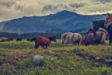 Dağlarda otlayan inekler.