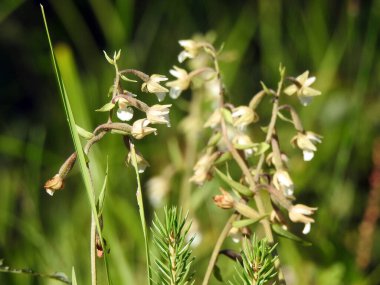 Ormanda beyaz çiçekler
