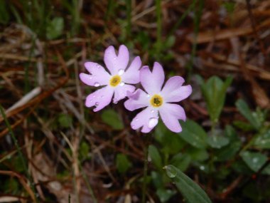 Bahçedeki güzel çiçekler