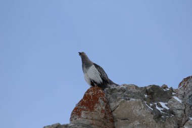 Dağlardaki güzel dağ gölü. Belyha, Katonkaragay, Eastkazakistan, vko, ustkamenogorsk, oskemen, Oskemen, VKO, Ust - Kamenogorsk, SHKO, Kazakistan, Kazakistan, Kazakistan, Kazakistan, KZ, Ridder,  