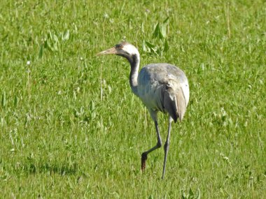 Dağlardaki güzel dağ gölü. Belyha, Katonkaragay, Eastkazakistan, vko, ustkamenogorsk, oskemen, Oskemen, VKO, Ust - Kamenogorsk, SHKO, Kazakistan, Kazakistan, Kazakistan, Kazakistan, KZ, Ridder,  