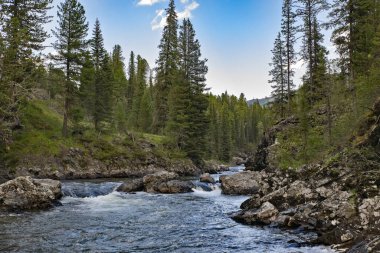 Ağaçların arka planında yeşil çimen olan bir nehir manzarası Ridder, Oskemen, VKO, Kazakistan, Kazakistan, Kazakistan, Kazakistan, Visitkazakistan belyha, Katonkaragay, Eastkazakistan, ustkamenogorsk, VKO, Ust - Kamenogorsk, SHKO  