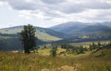 Bir orman tepesi, Oskemen, VKO, Kazakistan, Kazakistan, Kazakistan, KZ, Kazakistan belyha, Katonkaragay, Eastkazakistan, ustkamenogorsk, VKO, Ust - Kamenogorsk, SHKO  