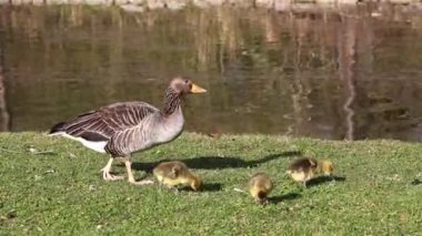 Küçük bebekleri olan gri lag kazları ailesi. Gri-lag kaz, Anser anser, Anatidae familyasından bir kaz türü.