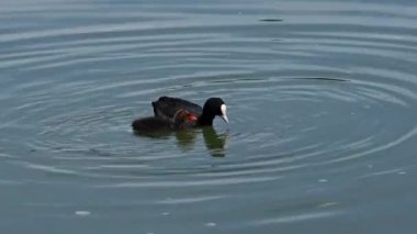 Avrasyalı ördek yavrusu Fulica atra ya da bilinen adıyla Avustralya yaban ördeği, Rallidae familyasının bir üyesidir. Avrupa, Asya, Avustralya, Yeni Zelanda ve Afrika 'nın bazı bölgelerinde bulunur. Yavrusunu besliyor