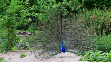 Hint Peafowl veya mavi Peafowl, Büyük ve parlak renkli bir kuş türüdür, Güney Asya 'ya özgü, fakat dünyanın diğer bölgelerinde de tanıtılan bir türdür..