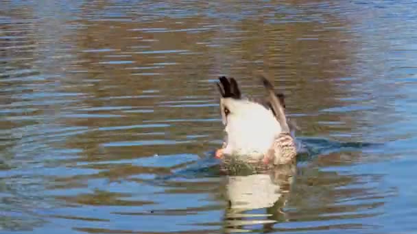 Greylag Goose Anser Anser Egy Faj Nagy Liba Vízimadár Család — Stock videók