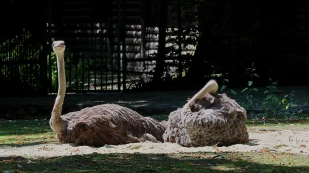 Avestruz Común Struthio Camelus Simplemente Avestruz Una Especie Ave Voladora — Vídeos de Stock