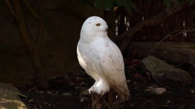 Karlı baykuş, Bubo skandiacus, Strigidae ailesinin kuşu. Sarı gözlü.