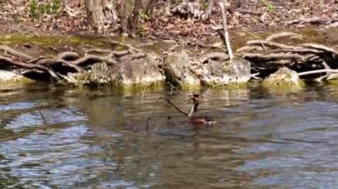 Bir çift Great Crested Grebe, Podiceps kristali yuvalarını inşa ediyor. Güzel turuncu renkli kuş, kırmızı gözlü su kuşu. Eski Dünya 'da bulunan en büyük aile üyesidir..