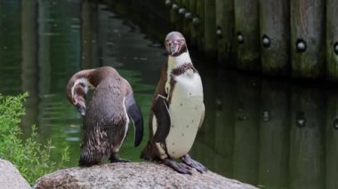 Humboldt pengueni, Spheniscus humboldti veya Perulu penguen