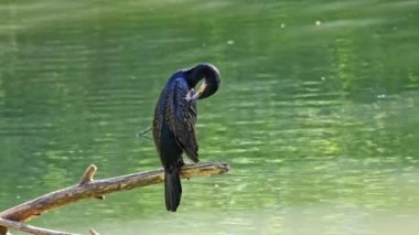 Kuzey yarımküre boyunca büyük siyah karabatak olarak bilinen büyük karabatak, Avustralya 'daki siyah karabatak ve Yeni Zelanda' nın daha güneyindeki siyah karabatak
