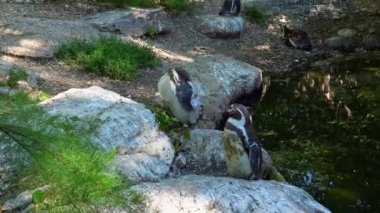 Humboldt pengueni, Spheniscus humboldti veya Perulu penguen