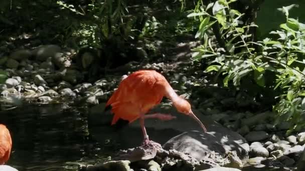 Szkarłatny Ibis Eudocimus Ruber Ptak Rodziny Threskiornithidae Podziwiany Przez Czerwonawe — Wideo stockowe