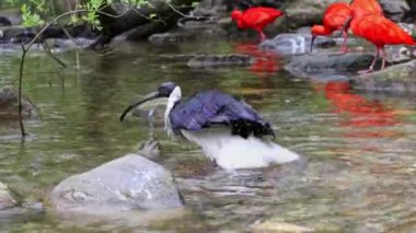 Saman boyunlu Ibis, Threskiornis spinicollis, Threskiornithidae familyasından bir kuş türü.. 
