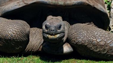 Curieuse Adası 'ndaki (Seyşeller Adası' ndaki Praslin Adası 'nın başarılı bir vahşi kaplumbağa koruma programına ev sahipliği yapan) dev Aldabra kaplumbağası (Aldabrachelys gigantea).