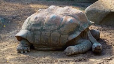 Curieuse Adası 'ndaki (Seyşeller Adası' ndaki Praslin Adası 'nın başarılı bir vahşi kaplumbağa koruma programına ev sahipliği yapan) dev Aldabra kaplumbağası (Aldabrachelys gigantea).