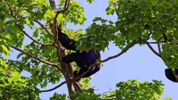 Siyah Kafalı Örümcek Maymun Ateles Fusciceps Bir Örümcek Maymun Türüdür — Stok video