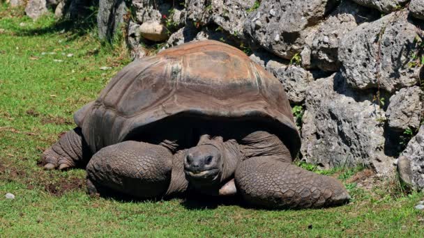 Γιγαντιαία Χελώνα Aldabra Aldabrachelys Gigantea Στο Νησί Curieuse Τόπος Ενός — Αρχείο Βίντεο