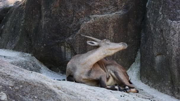德国公园的一座岩石上坐着一座雄性山 Ibex Capra — 图库视频影像