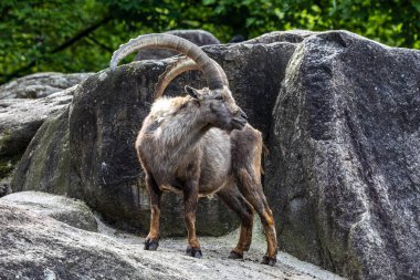 Erkek dağ keçisi - Avrupa Alplerinde yaşayan bir kayanın üzerindeki kapra dağ keçisi