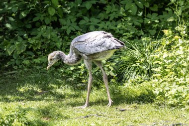 Beautiful yellow fluffy Demoiselle Crane baby gosling, Anthropoides virgo are living in the bright green meadow during the day time. It is a species of crane found in central Eurosiberia