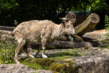 Türkmen markhor, Capra Falconeri heptneri. Bu türün adı boynuz şeklinden geliyor, tirbuşon ya da vida gibi kıvrılıyor. Markhor Pakistan 'ın sembollerinden biri.