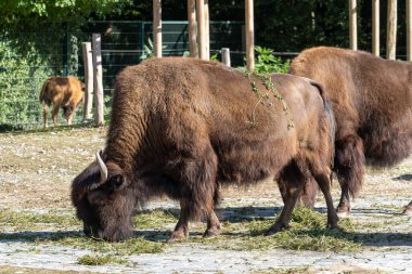 Bizon ya da bizon, bir zamanlar Kuzey Amerika 'da geniş sürüler halinde yaşayan bir bizon türüdür..