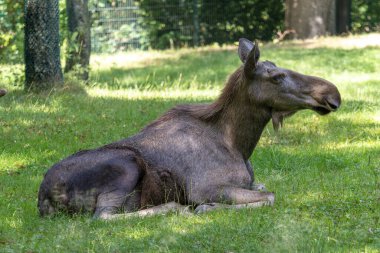 Avrupa geyiği, Alces alces, geyik olarak da bilinir. Vahşi yaşam hayvanı.