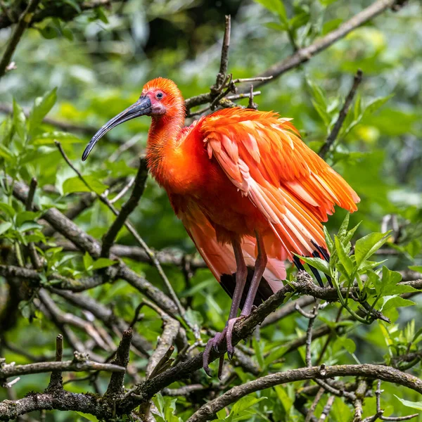 stock image The Scarlet ibis, Eudocimus ruber is a species of ibis in the bird family Threskiornithidae. It inhabits tropical South America and islands of the Caribbean.