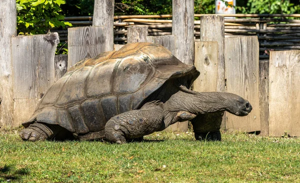 Aldabra Giant Turtoise Curieuse Marine National Park Curieuse Island Seychelles — стоковое фото