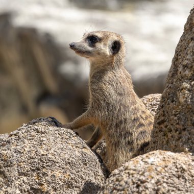 Meerkat, Suricata suricatta bir taşın üzerinde oturuyor ve uzaklığa bakıyor..