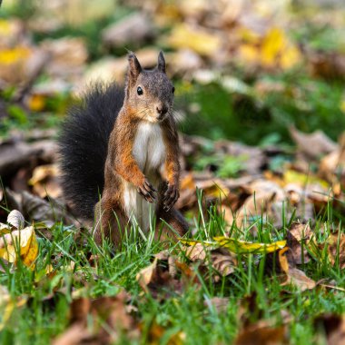Avrasya kızıl sincabı, Avrupa 'daki Münih' teki Eski Kuzey Mezarlığı 'nda Sciurus vulgaris.