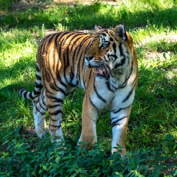 Tigre Siberiana Panthera Tigris Altaica Gatto Più Grande Del Mondo — Foto Stock
